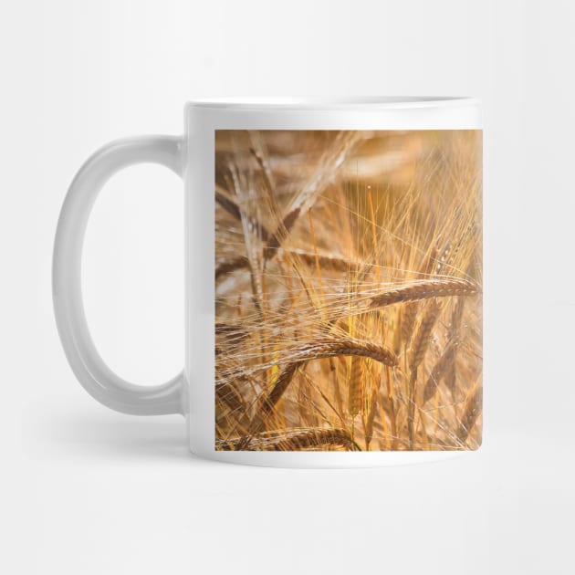 Golden Barley by Violaman